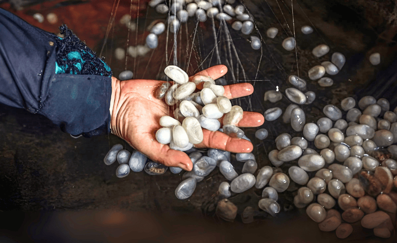 Egypt's First Natural Silk Centre to Be Built in New Valley