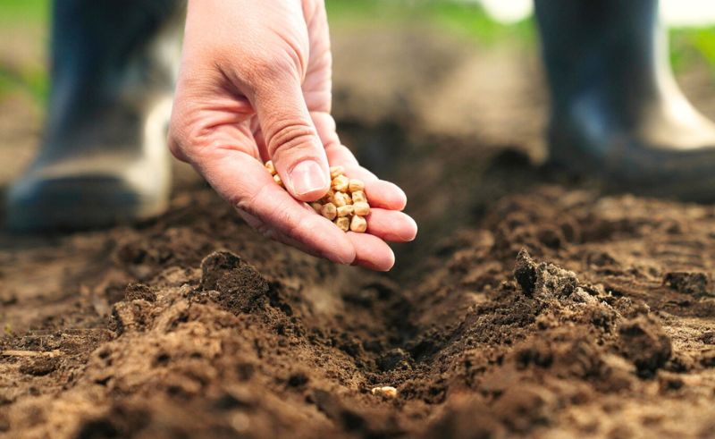 New Initiative Will Scatter Native Seeds Across Saudi Arabia