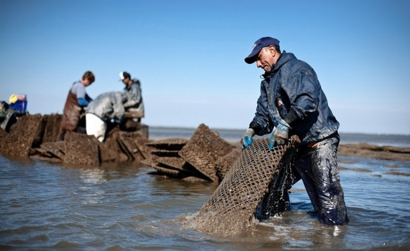Illegal Oyster Harvesting in Abu Dhabi Punished by AED 100,000 & Jail