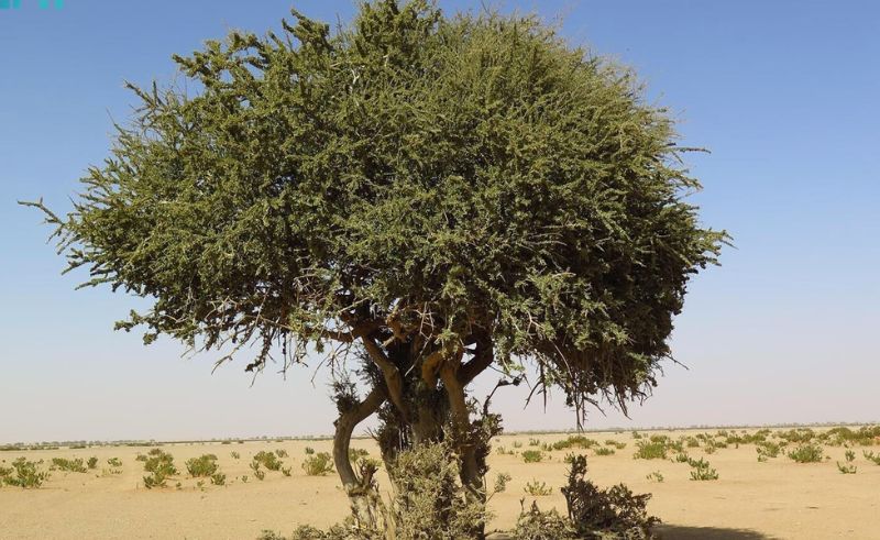  Once-Lost Sarh Tree Discovered at King Abdulaziz Royal Reserve