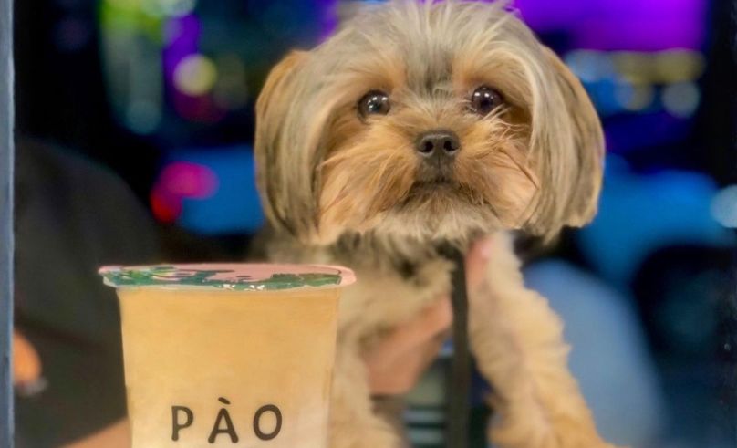 Where to Take Your Dog to Brunch in Egypt – A SceneEats Guide