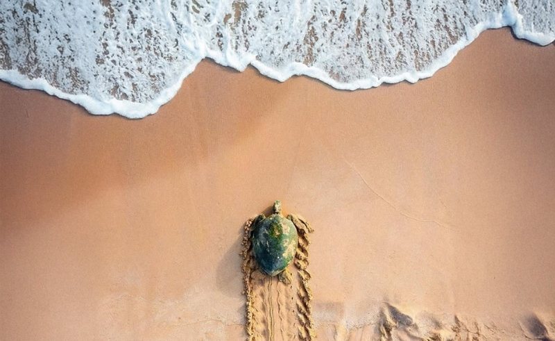 This Secret Omani Coast Is Where Turtles Hatch Before Your Eyes