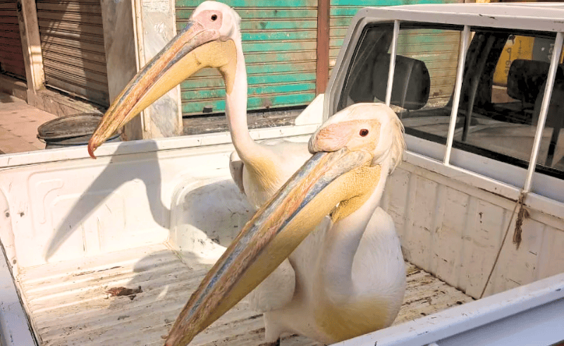 Campaign Launched to End Pelican Captivity Along Ain Sokhna Road
