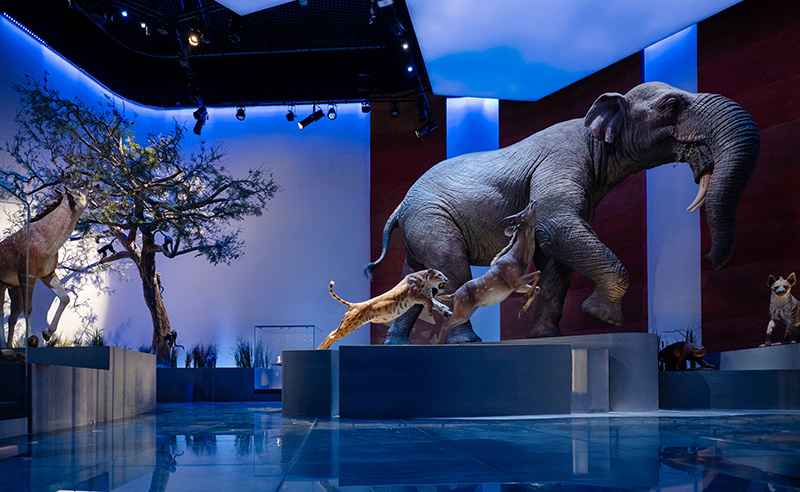 Where Arabian Dinosaurs & Mammoths Roam: Inside Abu Dhabi's New Museum