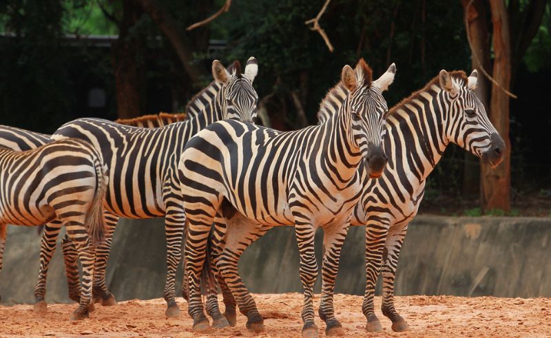 Riyadh Zoo Reopens With Free Entry for Riyadh Season 2025