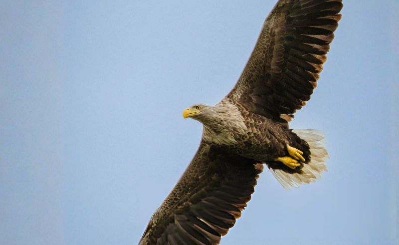 White-Tailed Eagle Spotted in Saudi Arabia for First Time in 20 Years