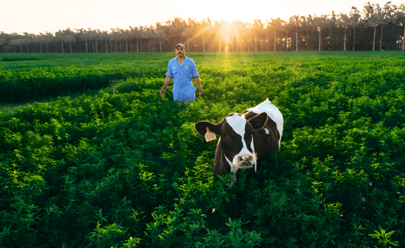 National Veal Project Receives EGP 10 Billion Investment