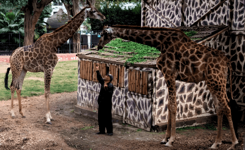 Giza Zoo to Reopen by End of 2026 Under Private Management