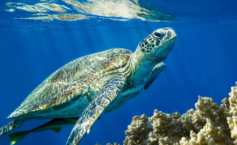 Royal Reserve Launches Satellite Tracking of Red Sea Turtles