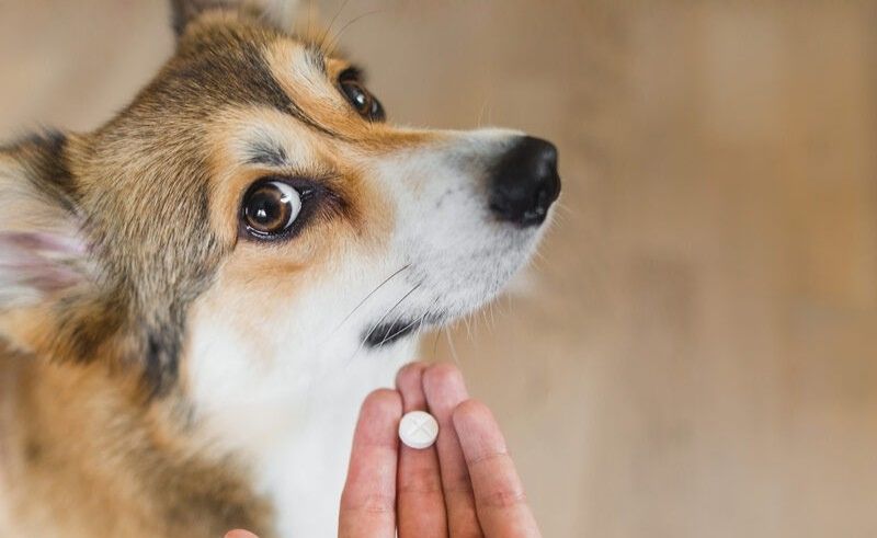 New Federal Law Regulates Veterinary Products in the UAE