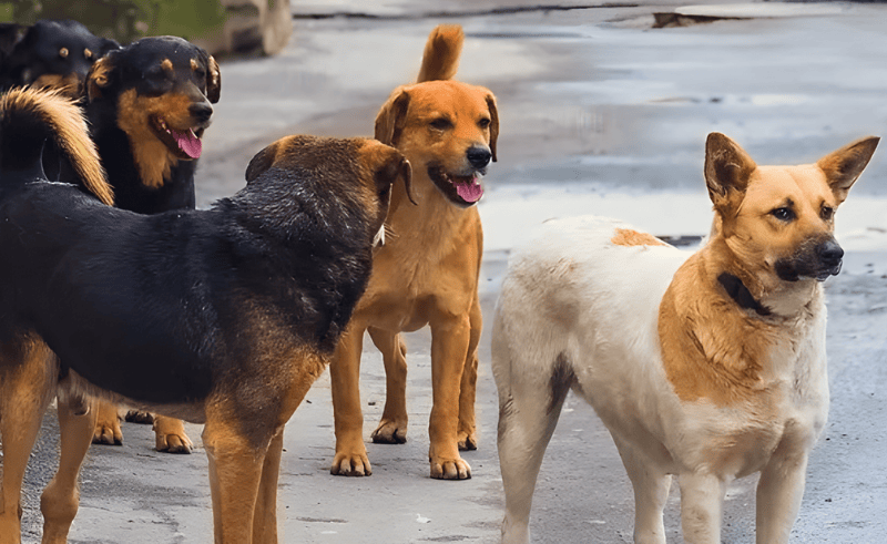 Cairo Allocates Land for Stray Dog Shelter in Tebin