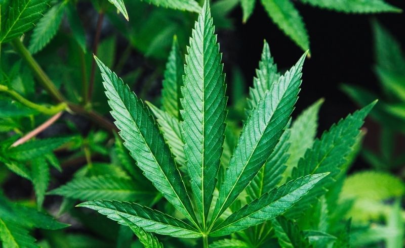 Medical Use of Hemp Legalised in the UAE for the First Time