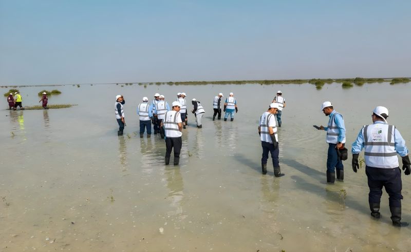 400,000 Digitally Monitored Mangroves to Be Planted on Rabigh Beaches