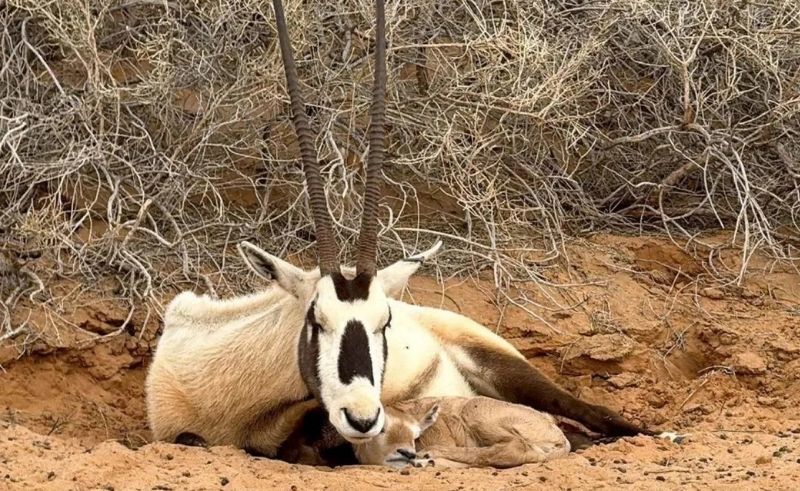 Arabian Oryx Born at Qassim National Park For Third Year in a Row