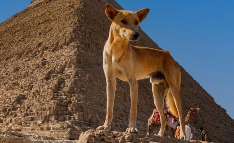 National Anti-Rabies Campaign for Stray Dogs Launches in Egypt
