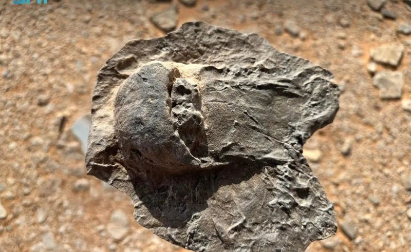 Rare Crab Fossils Discovered Upside Down in AlUla Nature Reserve