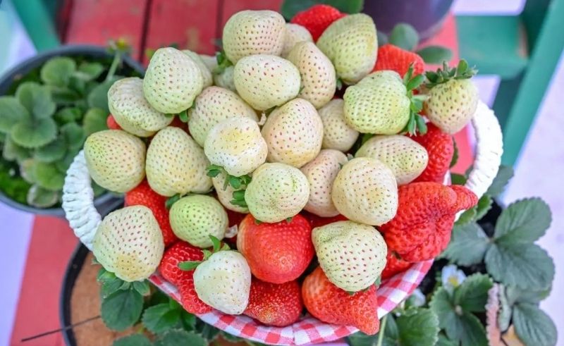 Saudi Arabia Becomes Third Country to Produce Rare White Strawberries