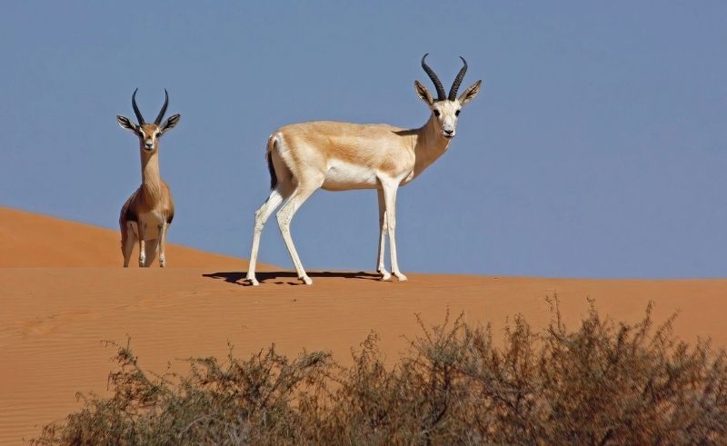 Uruq Bani Ma’arid Protected Area Added to UNESCO World Heritage List