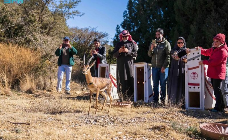 Endangered Nubian Ibex & Arabian Gazelles Released in Al-Soudah Park