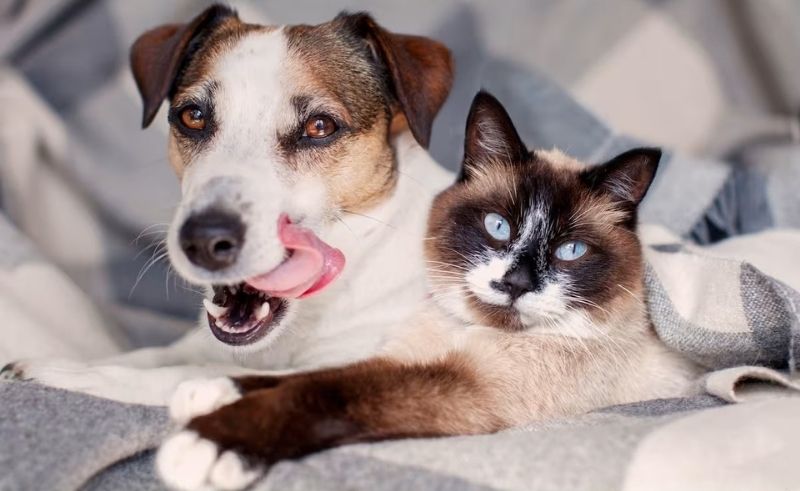 Pet Registration Mandatory to Be in Abu Dhabi With AED 1,000 Fine