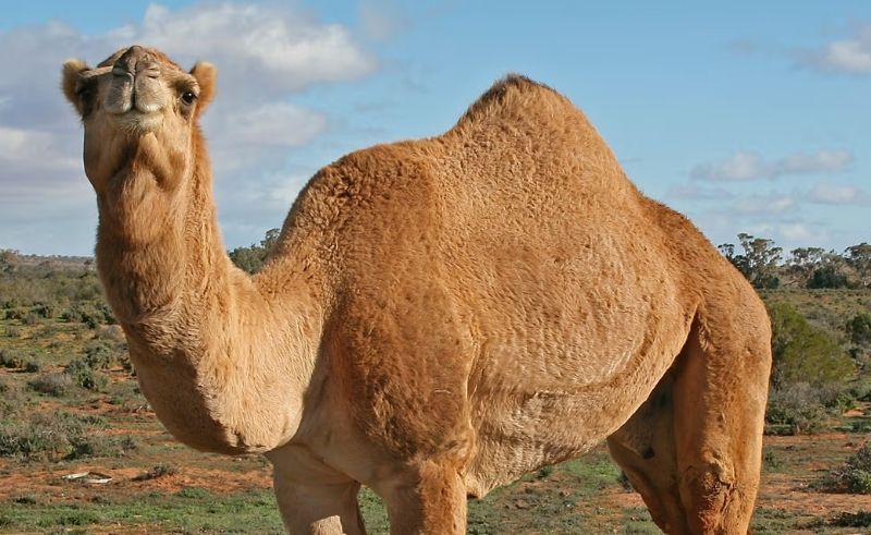 Codex Approves UAE Lead on Pasteurised Camel Milk Standard