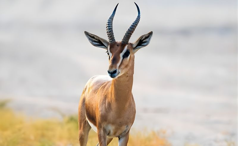 National Center for Wildlife to Run 50 Breeding Programmes by 2030