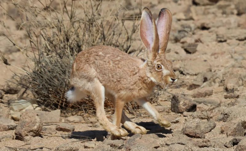 Arabian Hare Reintroduced to Royal Reserve
