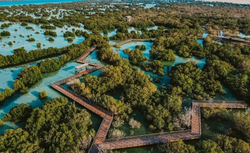  GCC Mangrove Monitoring Guide Launched in Abu Dhabi