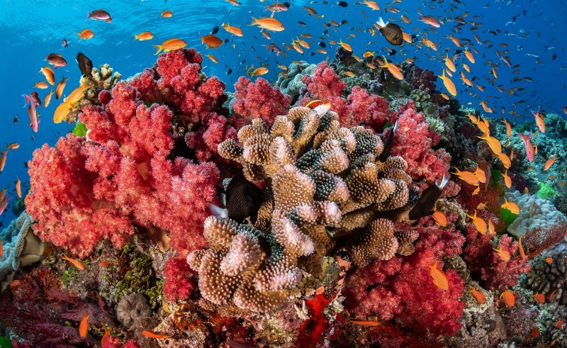 Ocean Central 2.0 Platform Unveiled to Expand Global Ocean Data Access