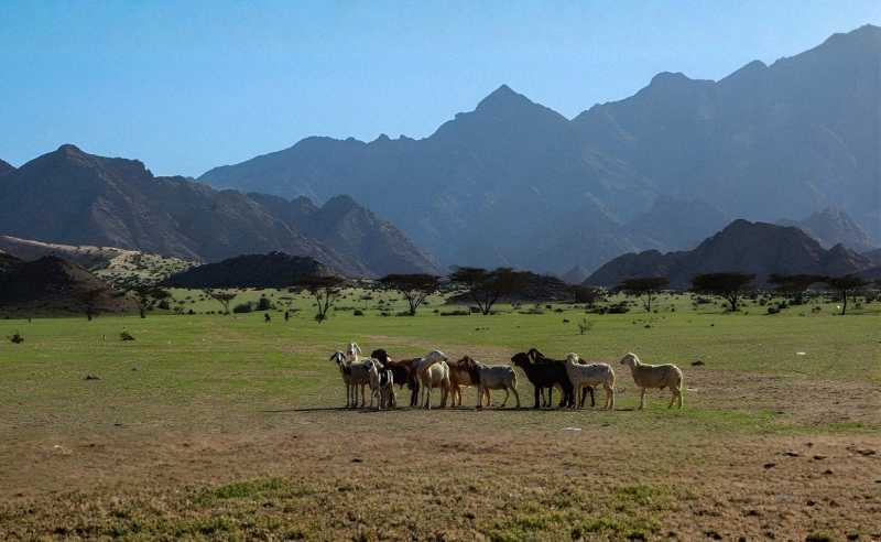 There's a Secret Forest in Egypt & Almost No One Knows About It
