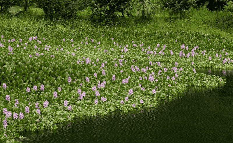 ‘Ward El Khair’ Initiative to Recycle Water Hyacinth into Handicrafts
