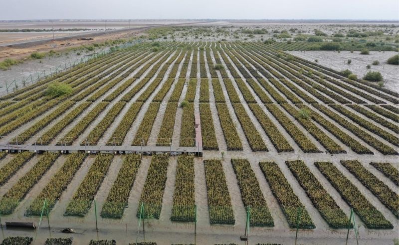 Saudi Green Initiative Restores 1 Million Hectares of Land