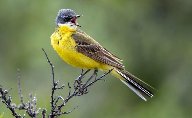 Yellow Wagtail Spotted in Northern Borders During Migration