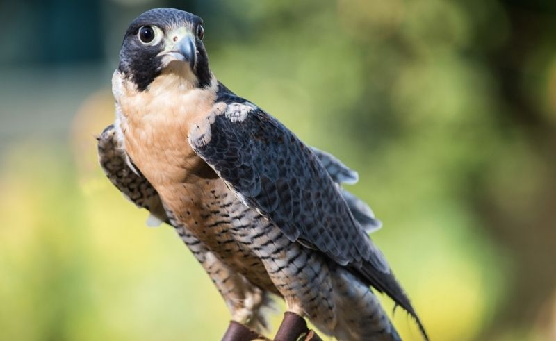 Saudi Falcons Club Releases Endangered Falcons in Kazakhstan