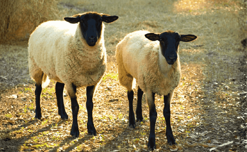 Sacrifice Bonds to Be Available Online via 'Digital Egypt' Platform