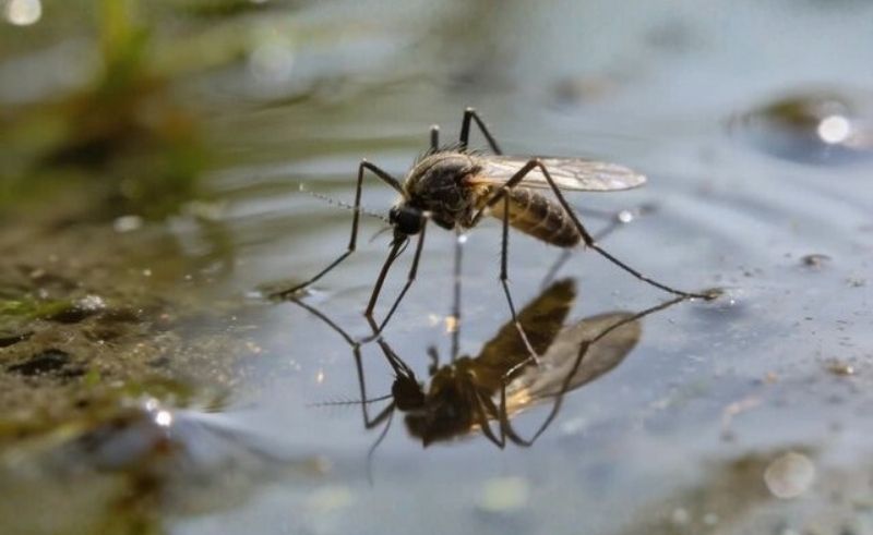 Residents Urged to Remove Standing Water to Prevent Mosquito Spread