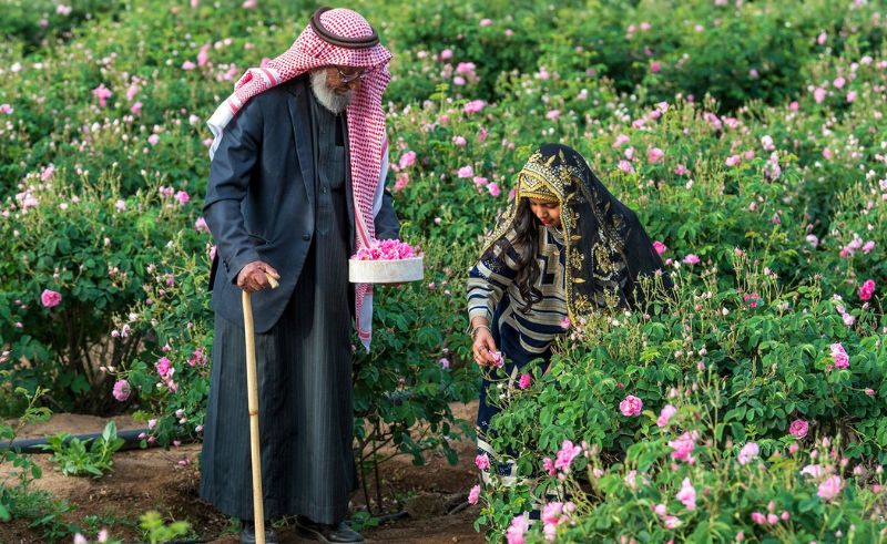 Taif Rose Production Surpasses 500 Million Annually