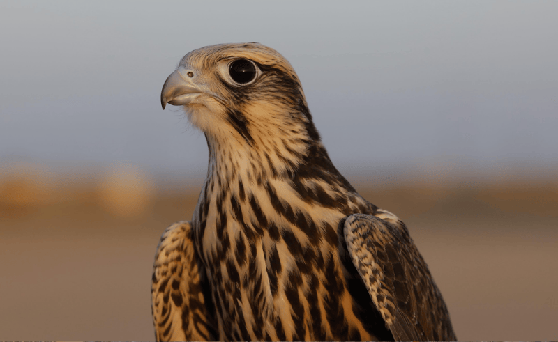Ministry of Agriculture Releases 10 Rare Falcons Into The Wild