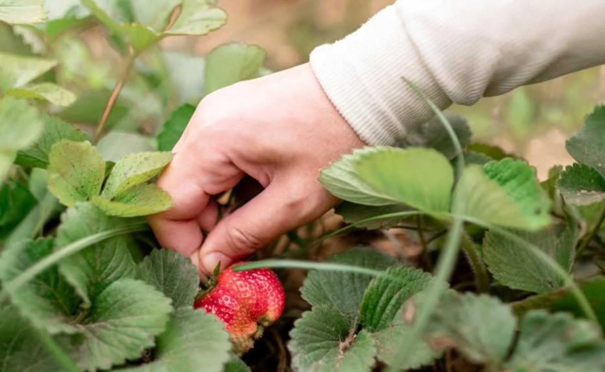 Egypt Wants You to Leave Cairo & Go Harvest Strawberries in Ismailia