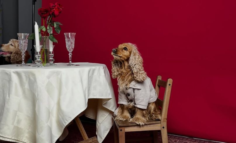 Egyptian Brand SnugSnouts Brings Fashion to Four-Legged Wardrobes