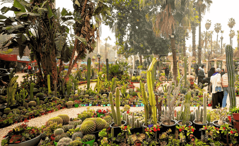 Spring Flowers Exhibition to Open Early for Sham El Nessim Preview