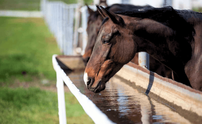 Leaf Animals Raises EGP 78,800 for Egypt's Horses & Donkeys