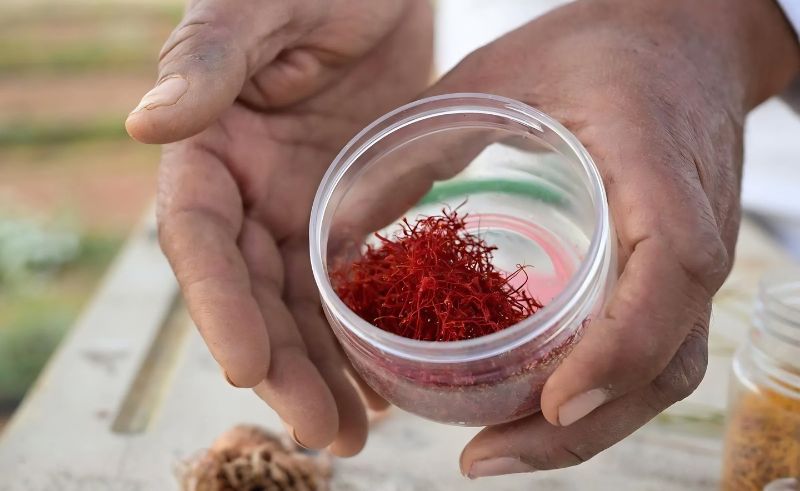 AlUla Expands Saffron Cultivation Trials