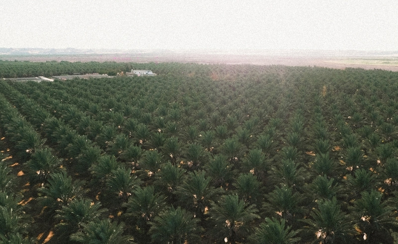 Cairo-Based Startup Zr3i Turns Palm Trees Into Carbon Income