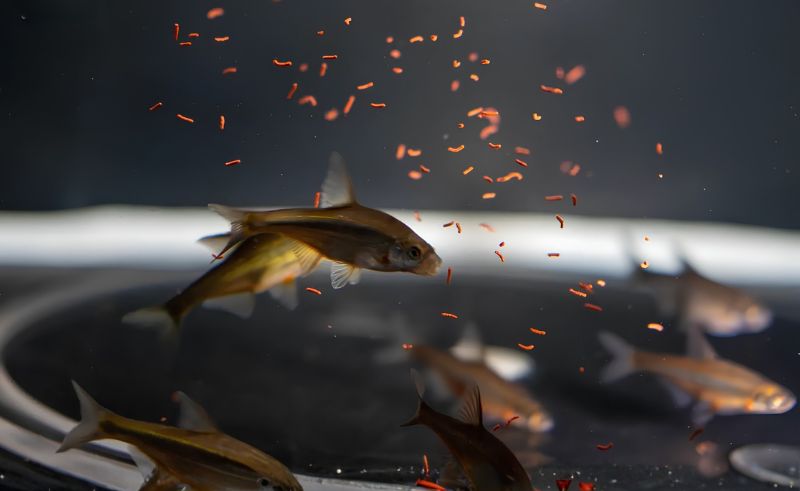 National Programme to Restore Endangered Freshwater Fish