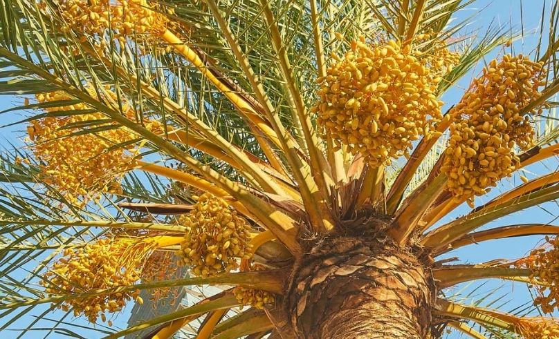 AI Platform Launched to Map UAE Date Palm Varieties