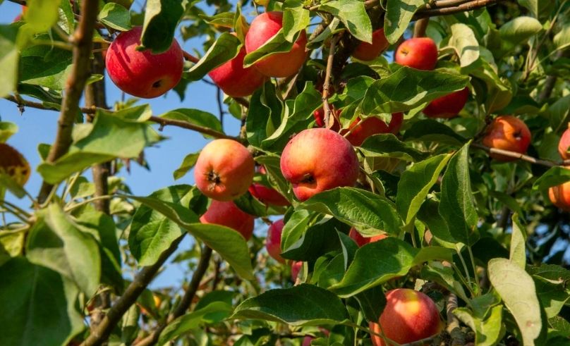 NYU Abu Dhabi Study Shows Wild Apple DNA Shaped Modern Apples