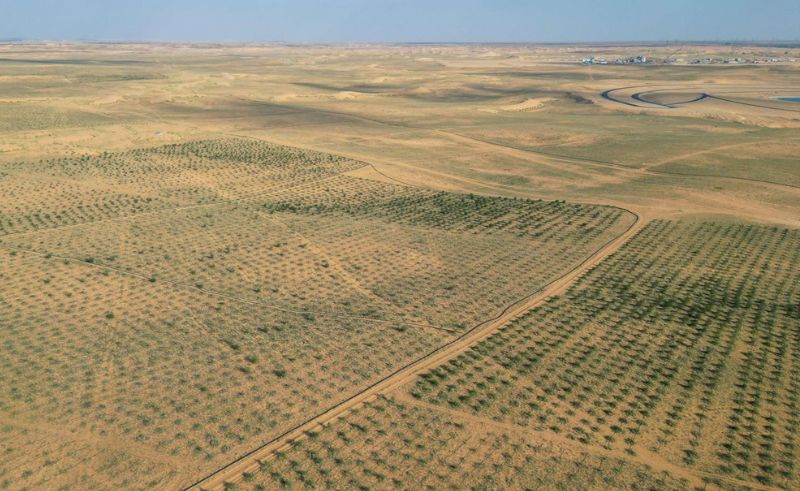 614,000 Hectares Restored in Saudi Land Rehabilitation Drive