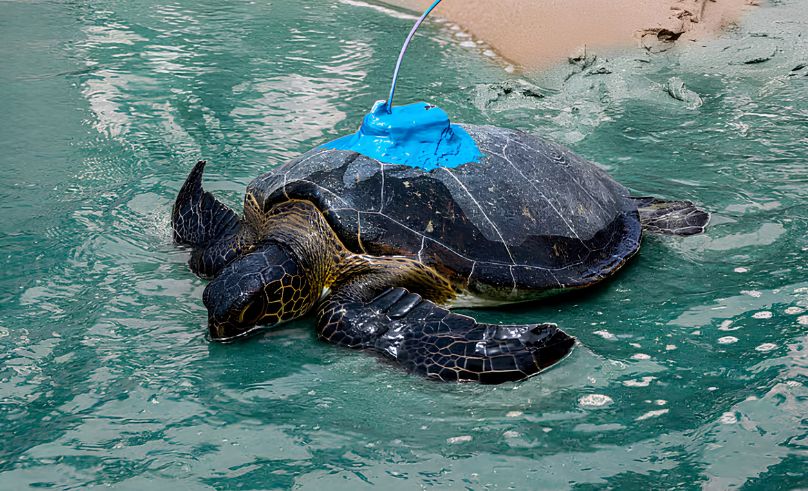 Rehabilitated Sea Turtles Released & Tracked in Fujairah