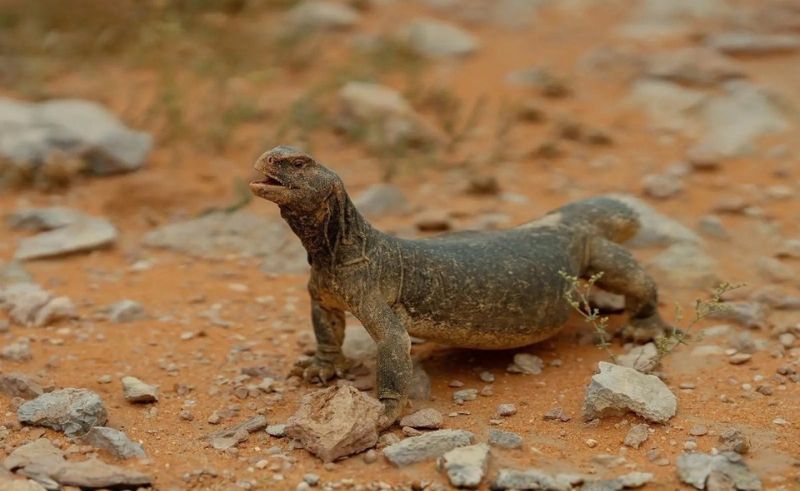 80 Spiny Tailed Lizards Released at Imam Abdulaziz Reserve